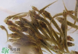 泥鰍吃什么？泥鰍吃什么食物