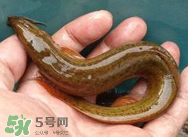 泥鰍是魚嗎？泥鰍是海鮮嗎