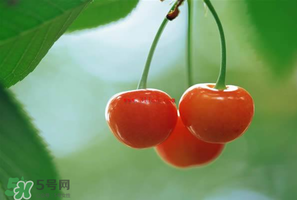 吃櫻桃會醉嗎？櫻桃吃多了會醉嗎？