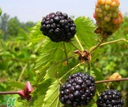 刺泡怎么保存？刺泡保存方法