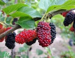 覆盆子是桑葚嗎？覆盆子和桑葚的區(qū)別