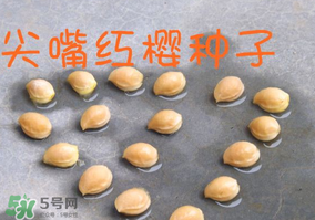 櫻桃籽怎么種小盆栽？櫻桃籽可以種植嗎？