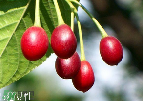 櫻桃籽有毒嗎？櫻桃籽能吃嗎？
