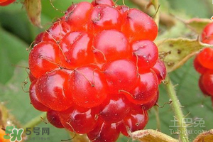 刺泡怎么保存？刺泡保存方法