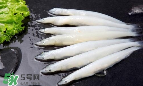 銀魚是面條魚嗎？面條魚和銀魚的區(qū)別