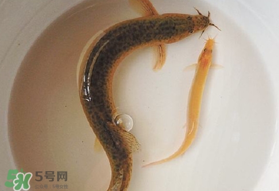 怎么處理泥鰍？泥鰍怎么處理干凈