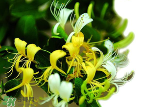 金銀花什么時候采摘最好？金銀花幾月份采摘？