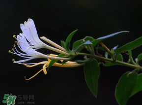 金銀花不能和什么一起吃？金銀花和什么相克？