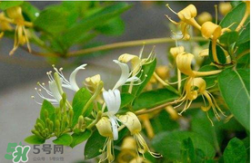 金銀花不能和什么一起吃？金銀花和什么相克？