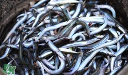 面條魚有什么營養(yǎng)？面條魚營養(yǎng)價(jià)值
