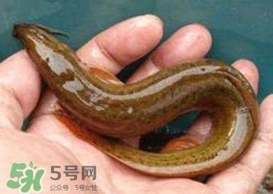 泥鰍死了多久不能吃？泥鰍死了怎么處理
