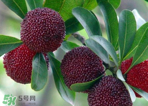 楊梅為什么有蟲子？楊梅有蟲能吃嗎？