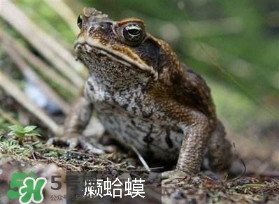 田雞是癩蛤蟆嗎？田雞和癩蛤蟆的區(qū)別