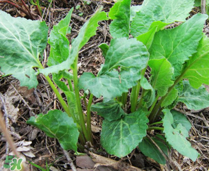 大耳毛野菜怎么吃？大耳毛野菜的做法