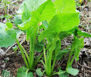大耳毛野菜怎么吃？大耳毛野菜的做法