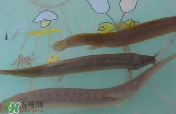 泥鰍有幾種？泥鰍品種大全