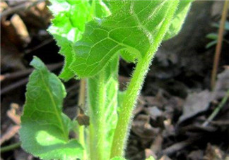 大耳毛野菜怎么吃？大耳毛野菜的做法