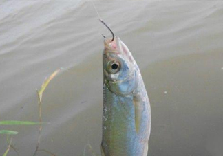 白條魚怎么釣？如何釣白條魚技巧
