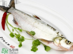 白條魚怎么釣？如何釣白條魚技巧