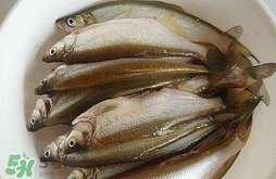 白條魚怎么釣？如何釣白條魚技巧