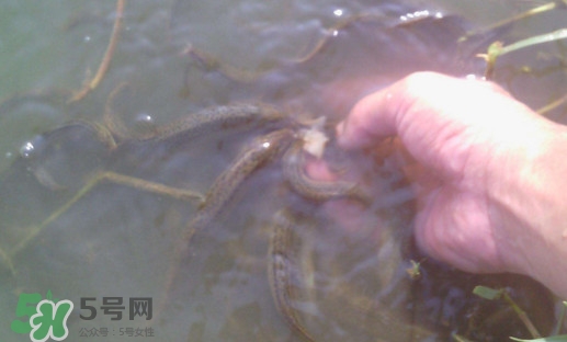 泥鰍有寄生蟲(chóng)嗎？泥鰍有沒(méi)有寄生蟲(chóng)