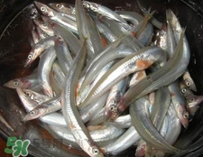 面條魚有什么營養(yǎng)？面條魚營養(yǎng)價(jià)值