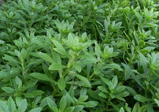 救心菜可以泡茶喝嗎？救心菜能泡水喝嗎？
