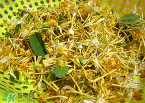 剛摘的金銀花能泡水喝嗎？剛摘的金銀花怎么處理？