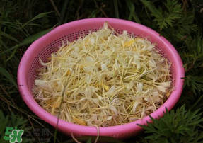 剛摘的金銀花能泡水喝嗎？剛摘的金銀花怎么處理？