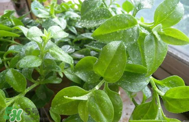 哪些人不可以吃救心菜？什么人不能吃救心菜？