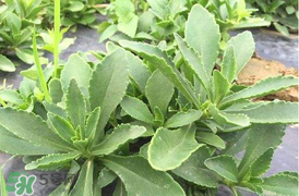 哪些人不可以吃救心菜？什么人不能吃救心菜？