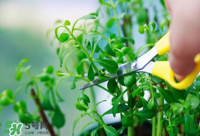 救心菜苦不苦？救心菜怎么吃不苦？