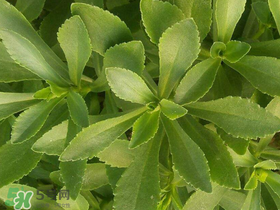 救心菜有毒嗎？救心菜怎么吃沒毒？