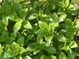 救心菜怎么種植？救心菜什么時候種？