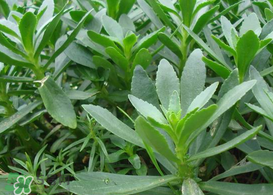 救心菜怎么種植？救心菜什么時候種？