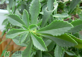 救心菜怎么種植？救心菜什么時候種？