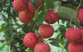 荔枝什么時候上市？荔枝什么時候成熟