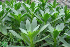 救心菜可以泡茶喝嗎？救心菜能泡水喝嗎？