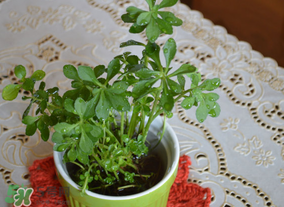 救心菜可以泡茶喝嗎？救心菜能泡水喝嗎？