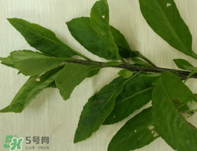 救心菜可以泡茶喝嗎？救心菜能泡水喝嗎？