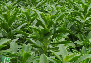 救心菜是三七嗎？救心菜和三七區(qū)別