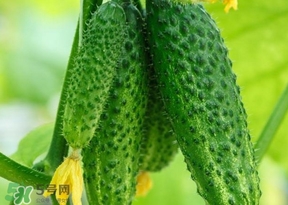 黃瓜不能和什么一起吃？黃瓜不能和什么食物一起吃