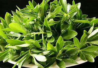 救心菜苦不苦？救心菜怎么吃不苦？