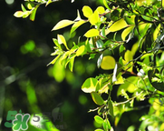 烏飯樹(shù)葉孕婦可以吃嗎?孕婦可以吃烏飯樹(shù)葉嗎?