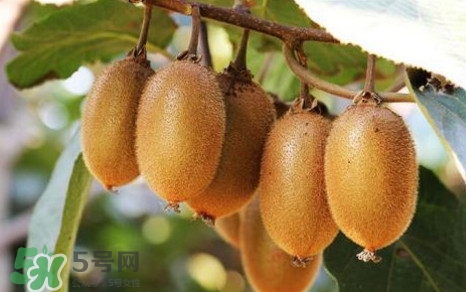 獼猴桃是什么季節(jié)的水果？獼猴桃什么時候吃最好