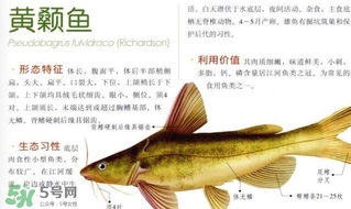 黃顙魚不能和什么一起吃？黃顙魚不能與什么同吃？