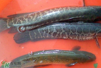 黑魚有鱗嗎？黑魚鱗片怎么處理