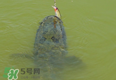 黑魚是發(fā)物嗎？黑魚是不是發(fā)物