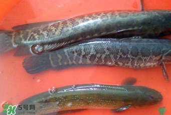黑魚是什么魚？黑魚是鯰魚嗎