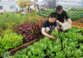 六月份種什么蔬菜？六月份可以種什么蔬菜？